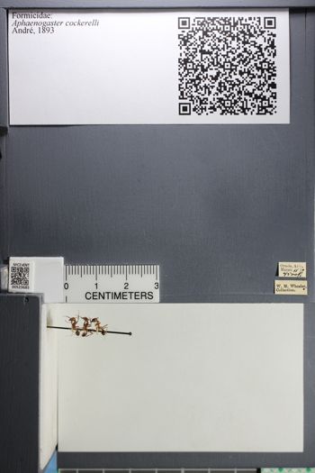Media type: image; Entomology 523685